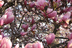 Magnolia-Trees-15