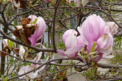 Magnolia-Trees-150