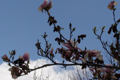 Magnolia-Trees-151