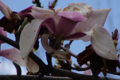 Magnolia-Trees-152