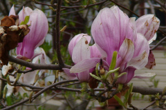 Magnolia-Trees-153