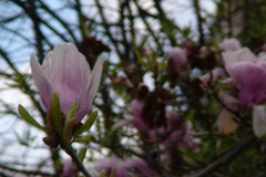 Magnolia-Trees-154
