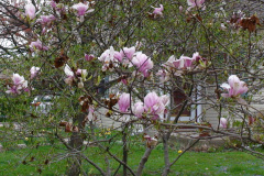 Magnolia-Trees-155