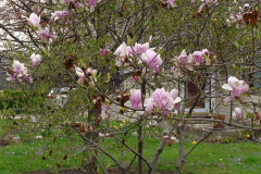Magnolia-Trees-156