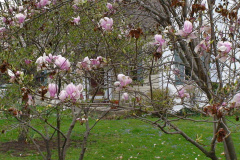 Magnolia-Trees-157