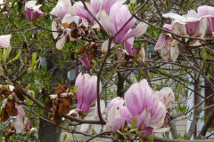Magnolia-Trees-158
