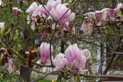 Magnolia-Trees-159