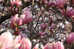 Magnolia-Trees-16