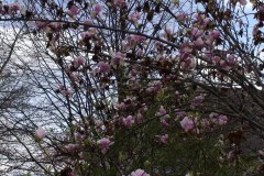 Magnolia-Trees-160
