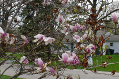Magnolia-Trees-161