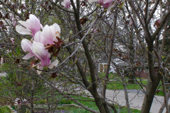 Magnolia-Trees-162