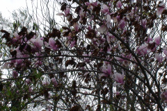 Magnolia-Trees-163