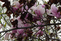 Magnolia-Trees-164