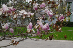 Magnolia-Trees-165