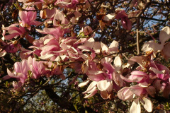 Magnolia-Trees-166