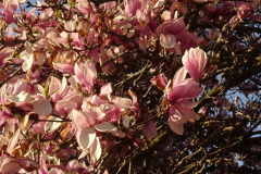 Magnolia-Trees-167