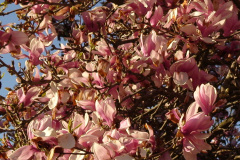 Magnolia-Trees-168