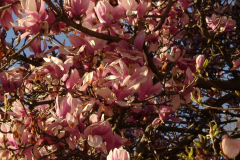 Magnolia-Trees-169