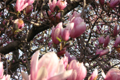 Magnolia-Trees-17