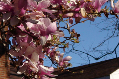Magnolia-Trees-170
