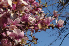 Magnolia-Trees-171