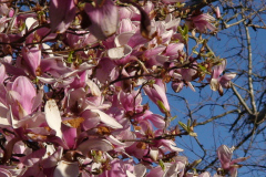 Magnolia-Trees-172
