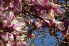 Magnolia-Trees-173