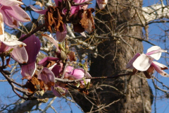 Magnolia-Trees-174