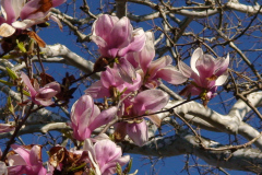 Magnolia-Trees-175