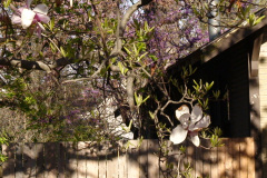 Magnolia-Trees-176