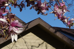 Magnolia-Trees-177