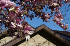 Magnolia-Trees-178