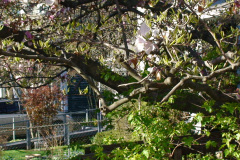 Magnolia-Trees-179
