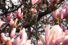 Magnolia-Trees-18