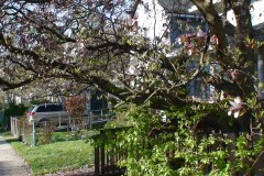 Magnolia-Trees-180