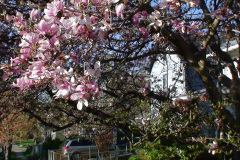 Magnolia-Trees-181