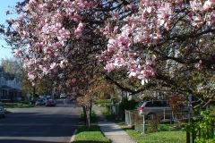 Magnolia-Trees-184