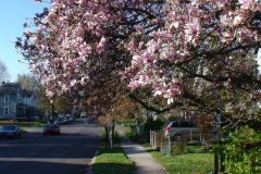 Magnolia-Trees-185