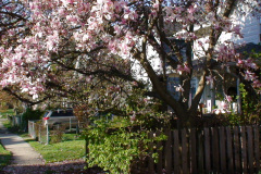 Magnolia-Trees-186