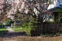 Magnolia-Trees-187