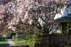 Magnolia-Trees-188