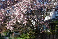Magnolia-Trees-189
