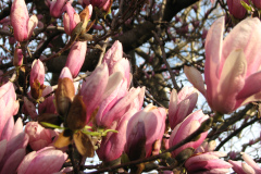 Magnolia-Trees-19