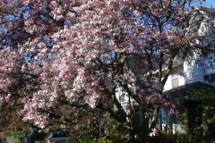 Magnolia-Trees-190
