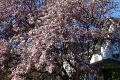 Magnolia-Trees-191