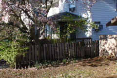 Magnolia-Trees-192