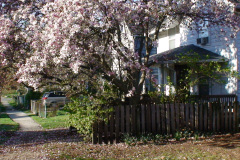 Magnolia-Trees-193