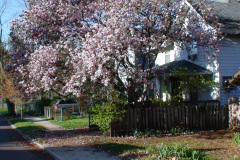Magnolia-Trees-194