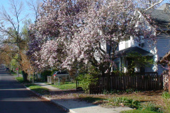 Magnolia-Trees-195