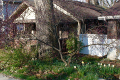 Magnolia-Trees-196